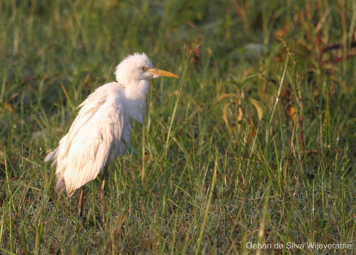 Bubulcus ibis Linnaeus, 1758